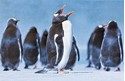 Gentoo Penguin Folded - W/Env
