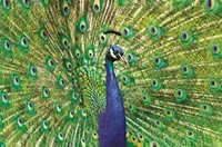Peacock Folded - W/Env