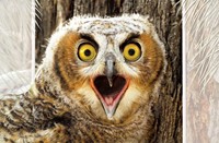 Great Horned Owlet Folded - W/Env