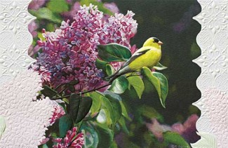 Goldfinch in Lilac | Songbird birthday cards
