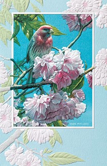 Spring Glory | Finch birthday cards