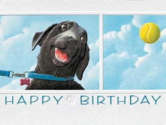 Fetch! | Labrador birthday note cards