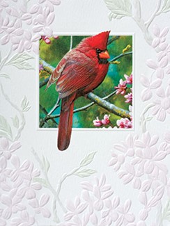 Spark of Ruby | Cardinal boxed note cards