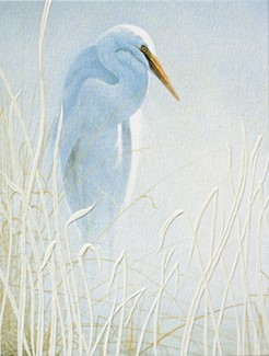 Snowy Egret | Bird friendly note cards