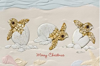 Turtle Tidings | Sealife boxed Christmas cards