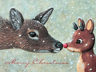 Nosey Deer II | Deer themed boxed Christmas cards