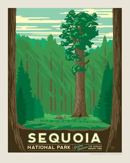 Sequoia Print | 8" x10" Print