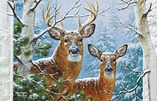 Whitetail Winter | Fox boxed Christmas cards