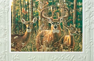 Woodland Shadows | Wildlife birthday greeting cards