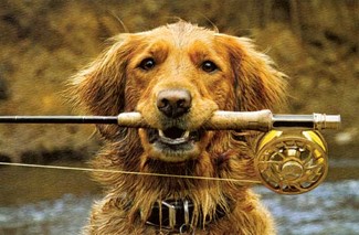 Fishing Buddy | Golden retriever birthday greeting cards