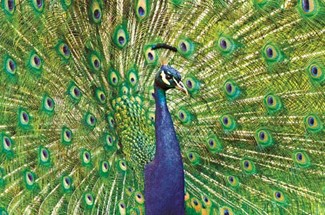 Peacock | Birthday greeting cards