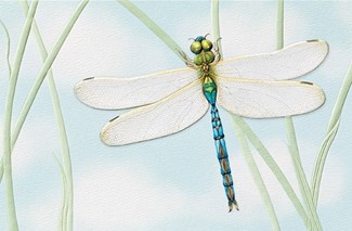 Green Darner | Embossed insect birthday cards