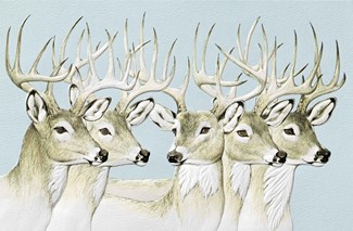 Five Bucks | Wildlife embossed birthday cards