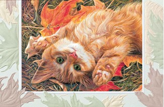 Carefree | Cat birthday cards