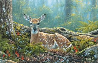 Endearing Fawn | Wildlife themed greeting cards