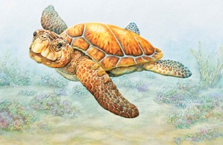 Deep Sea Diver | Sea Turtle greeting cards