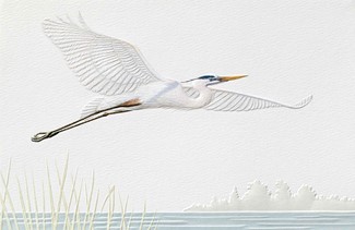 Blue Heron | Bird lover greeting cards
