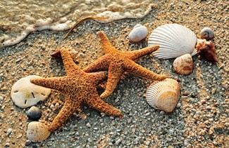 Starfish Pair | Beachy greeting cards