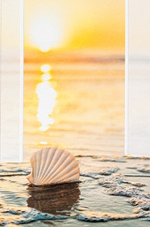Surf Jewel | Seashell themed greeting cards