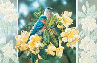 Bluebirds in Rhododendron | Bluebird embossed greeting cards