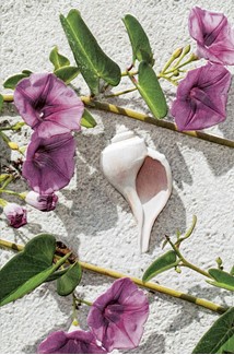 Dune Flowers & Shell | Floral greeting cards