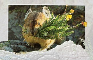 Pika Posies | Wildlife thank you cards