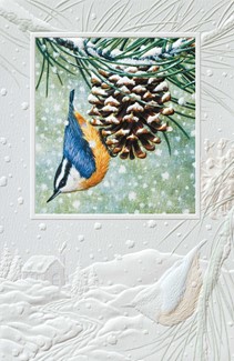 Hanging Around | Bird themed boxed Christmas cards