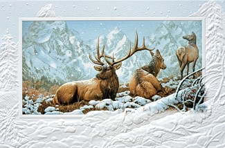 Storm Watch | Wildlife themed boxed Christmas cards