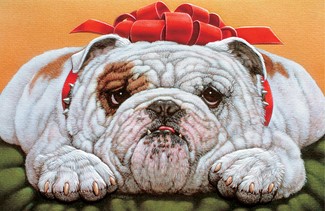 Bulldog | Cat & Dog boxed Christmas cards