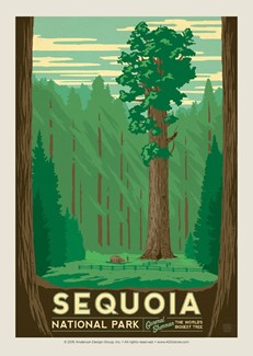 Sequoia | Postcard
