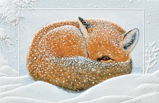 Napping Fox | Fox boxed Christmas cards