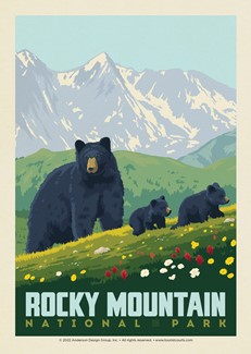 RMNP Black Bears Postcard (Single) | Single Postcard