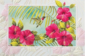Hibiscus & Hummingbird (BK) | Blank Greeting Cards