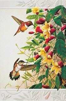 Rufous Hummingbirds (BK) | Blank Greeting Cards