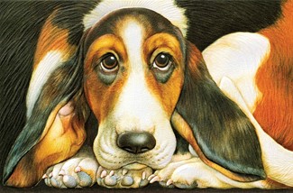 Basset Hound | Embossed dog lover greeting cards