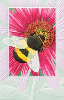 Bumblebee | Embossed insect USA made greeting cards