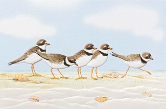 Playful Plovers | Shorebird greeting cards