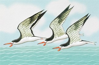 Black Skimmers | Embossed shorebird greeting cards