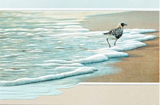 Surf Walker | Shorebird greeting cares, Made in the USA