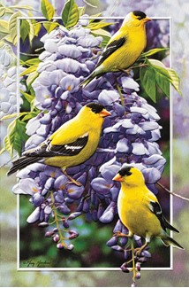 Goldfinch in Wisteria | Encouragement greeting cards