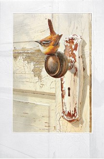 Carolina Wren | Rustic wren greeting cards, Embossed