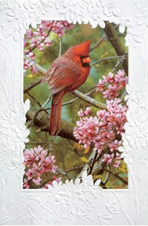 Spark of Ruby | Cardinal greeting cards