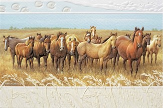 Curious | Horse embossed birthday greeting cards