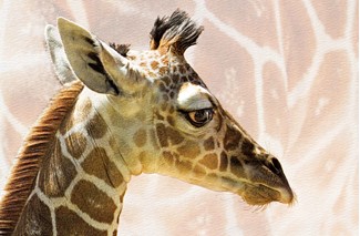 Baby Giraffe | African wildlife greeting cards
