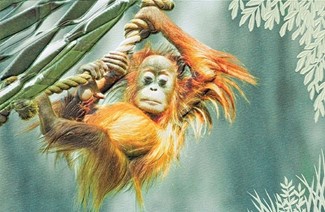 Orangutan Baby | Jungle animal birthday greeting cards