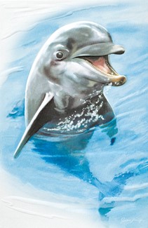 Ocean Acrobat | Dolphin birthday cards