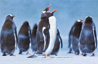 Gentoo Penguin | Penguin birthday cards