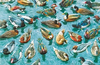 A Good Day for Ducks | Duck lover greeting cards