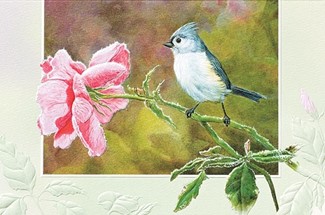 Frosty Morning | Songbird greeting cards, Made in the USA