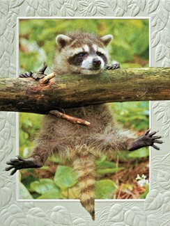 Hang in There | Raccoon inspirational note card